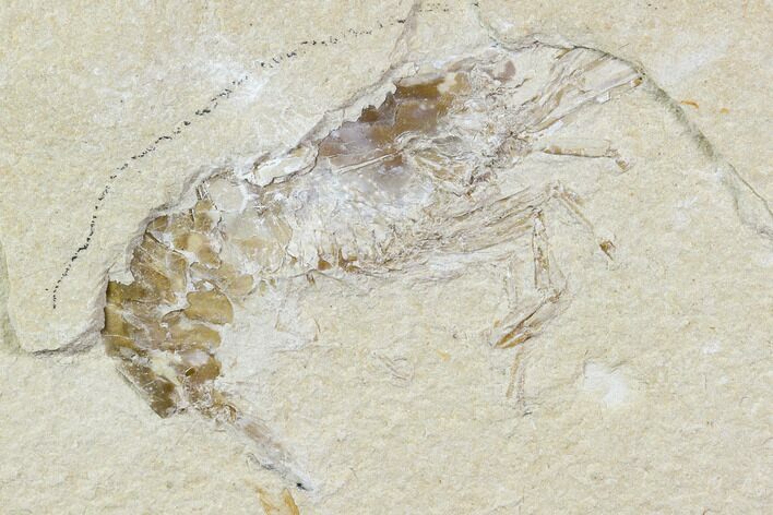 Cretaceous Fossil Shrimp - Lebanon #107551
